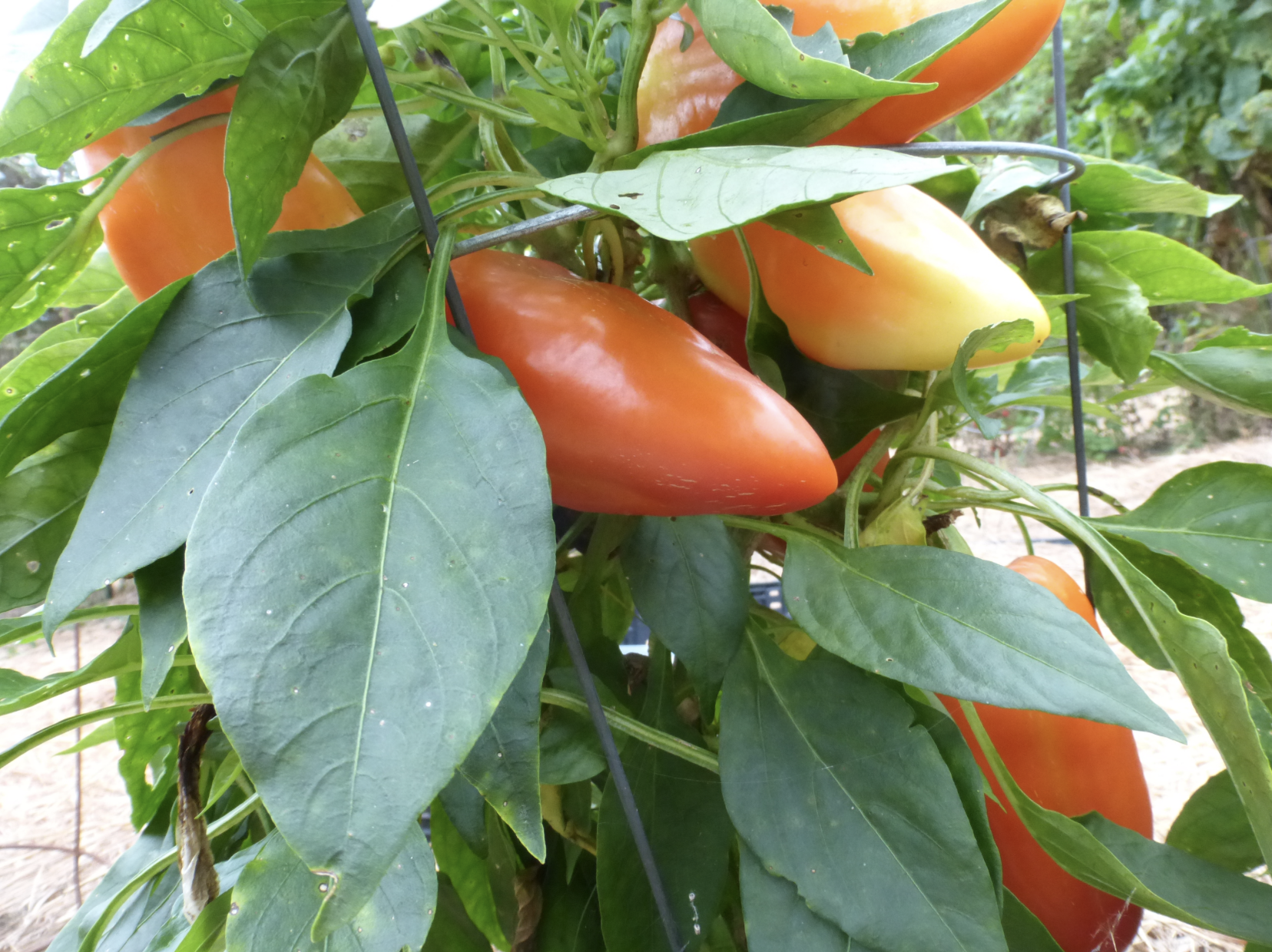 Feherozon Sweet Bell Pepper plant