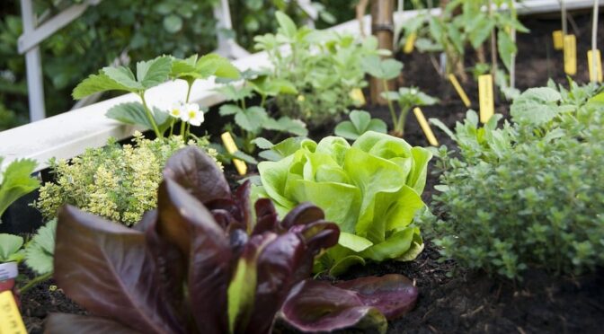 Beginner garden - lettuce plants in raised bed