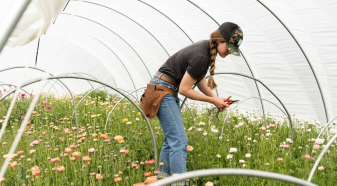 A woman harvesting ranunculus flowers in a high tunnel.