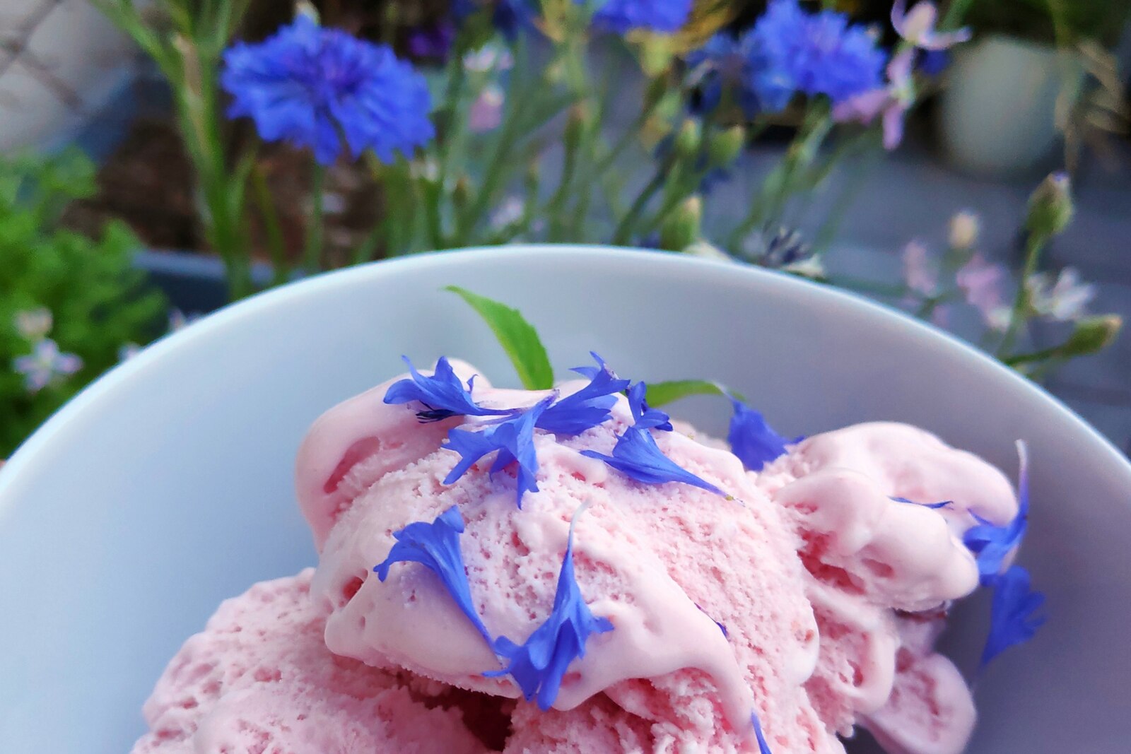 Dish of strawberry ice cream with edible flowers (bachelor's buttons)