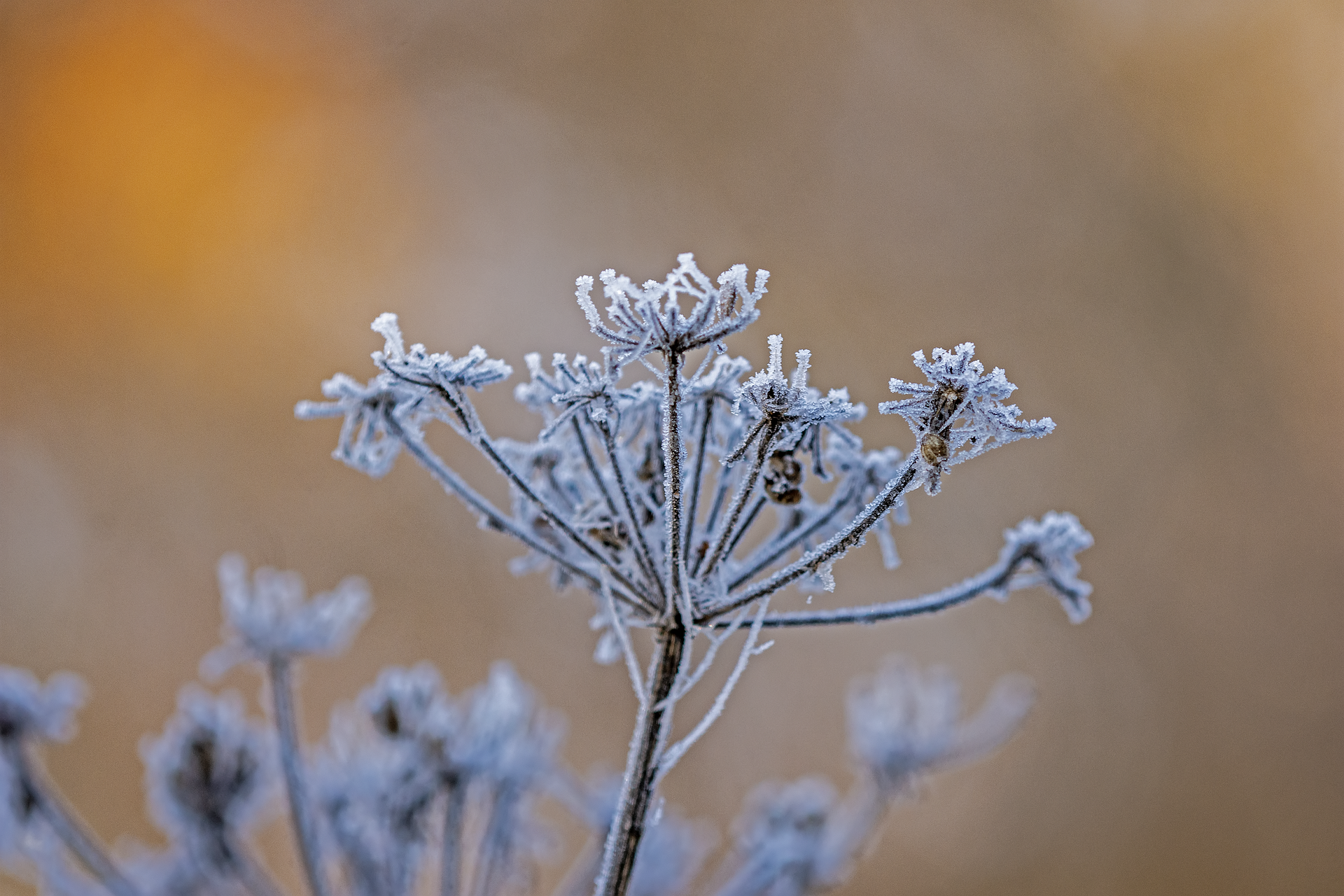 A dead flowerhead covered in frost