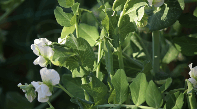 Pea plants in flower