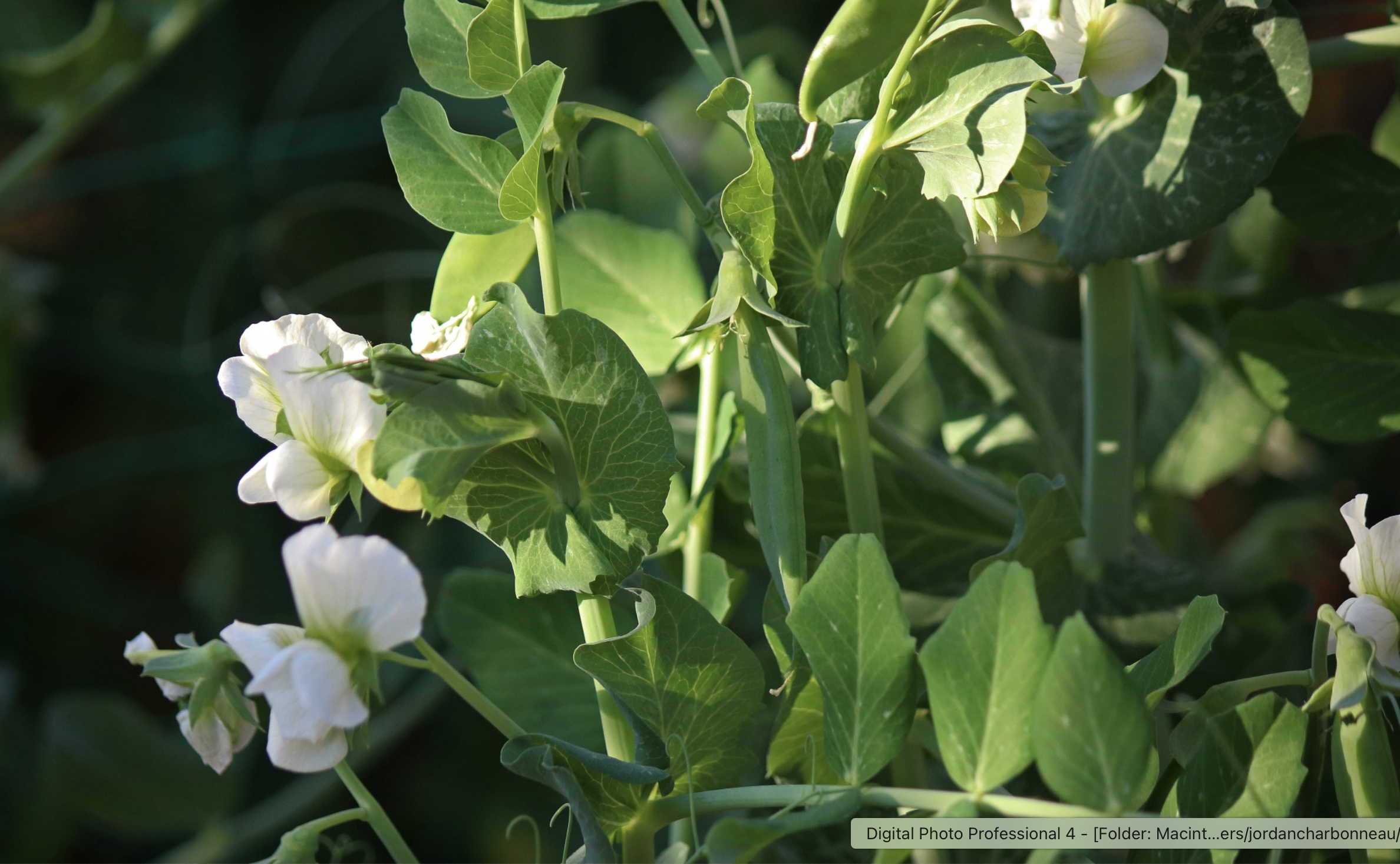 The Complete Guide to Growing Peas | Southern Exposure Seed Exchange