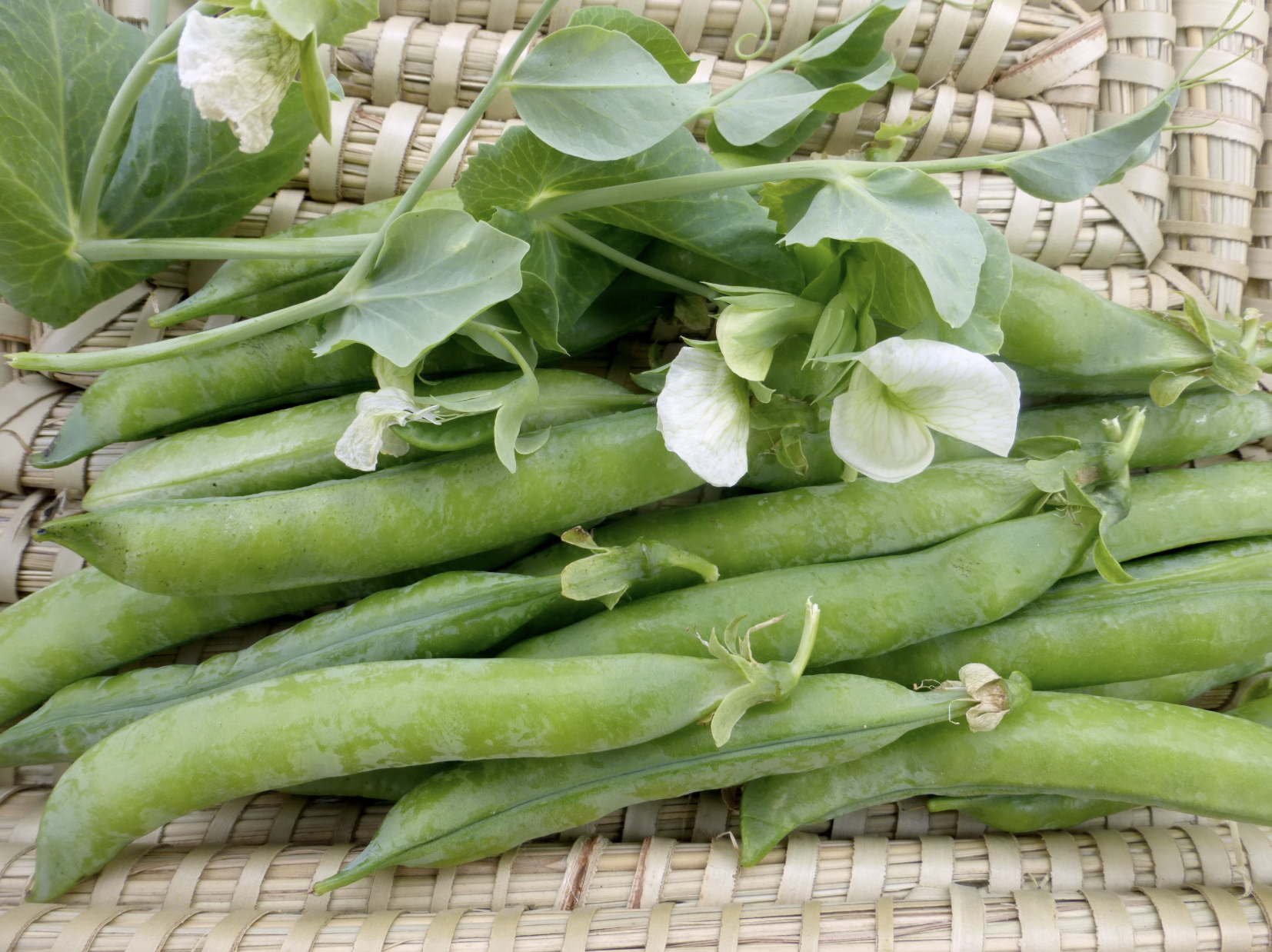 Green Arrow Dwarf Shelling (English) Peas in a basket