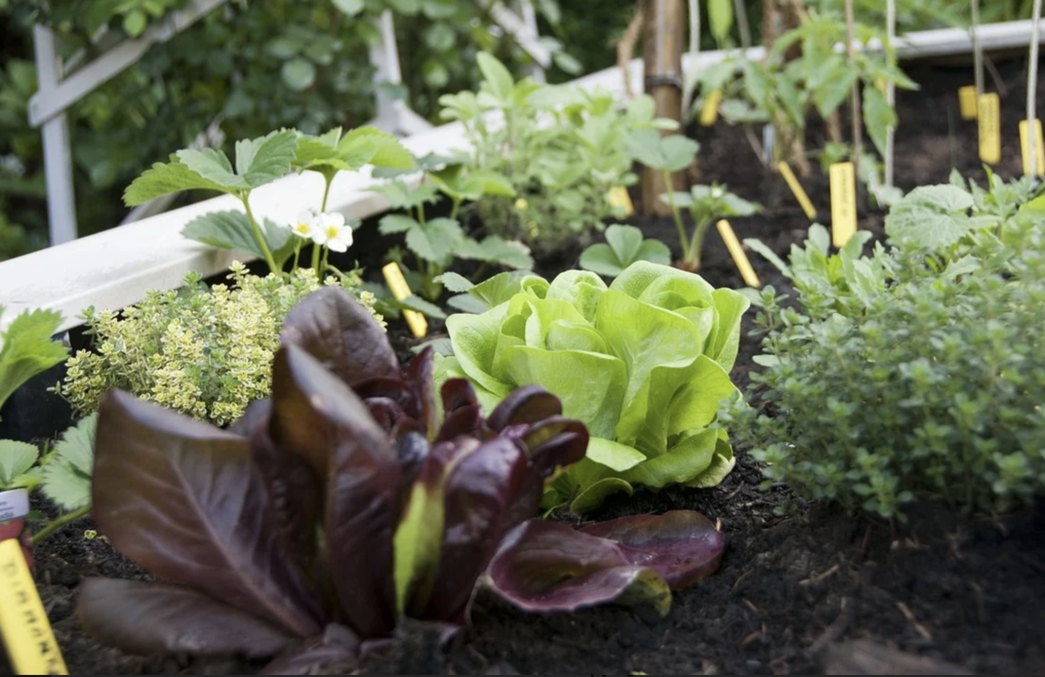 vegetables and herbs in a raised bed