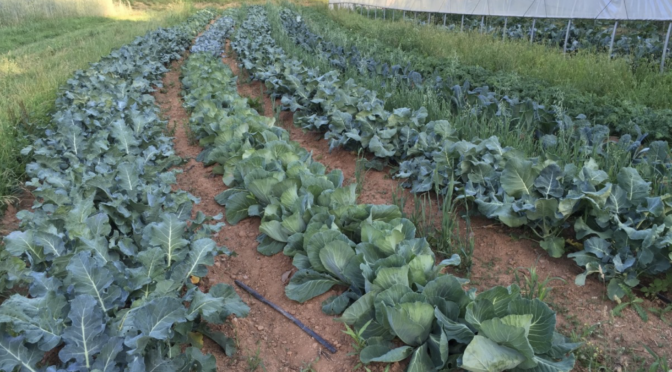 Rows of brassicas with a high tunnel in the background