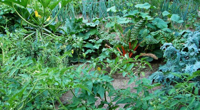 Small Garden Plans: Layouts, Crops, Tips