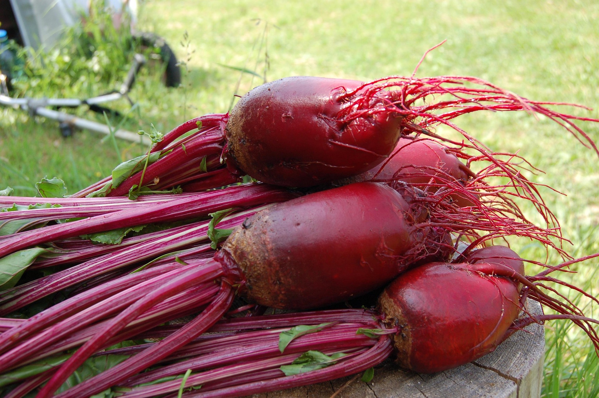 Fresh bundle of beets on a stump