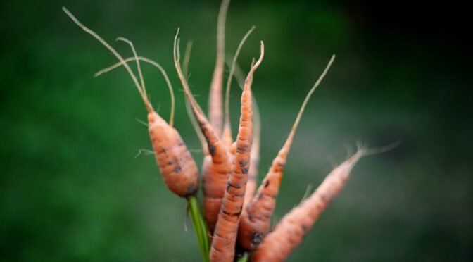 Hand holding up a bundle of freshly harvested carrots
