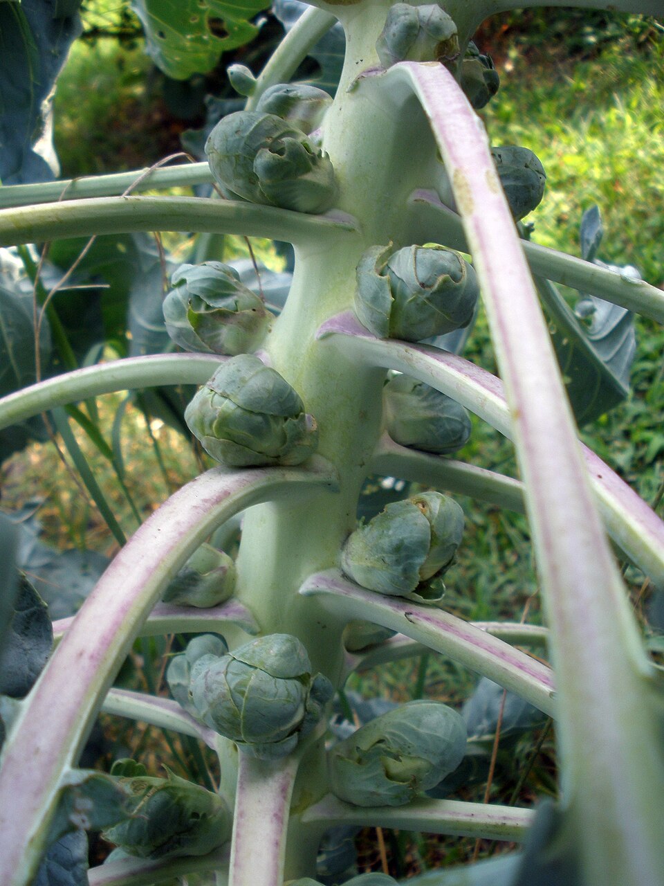 Brussels Sprouts Plant