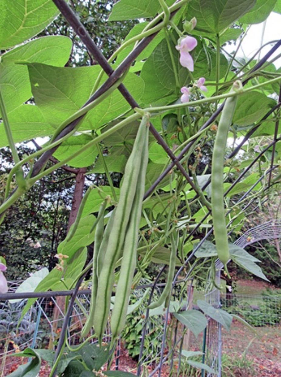 Green Save Pole Beans