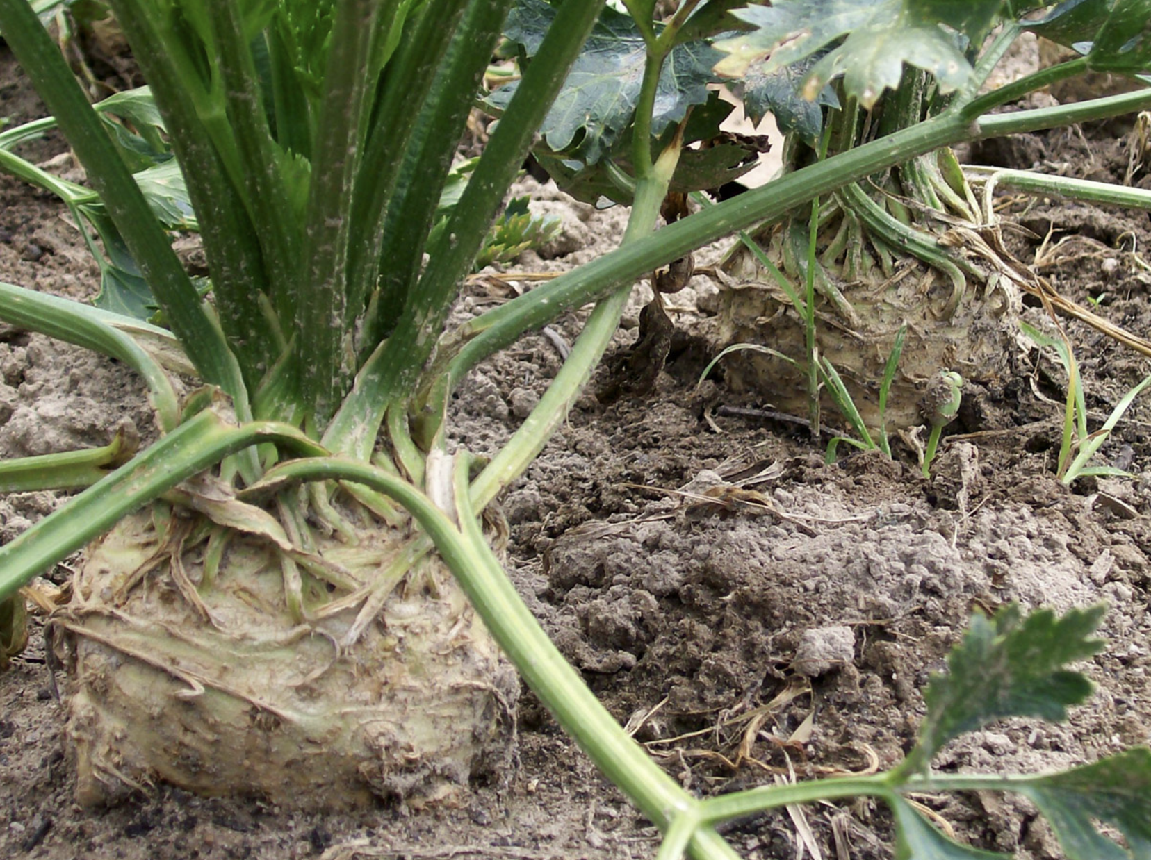 Celeriac