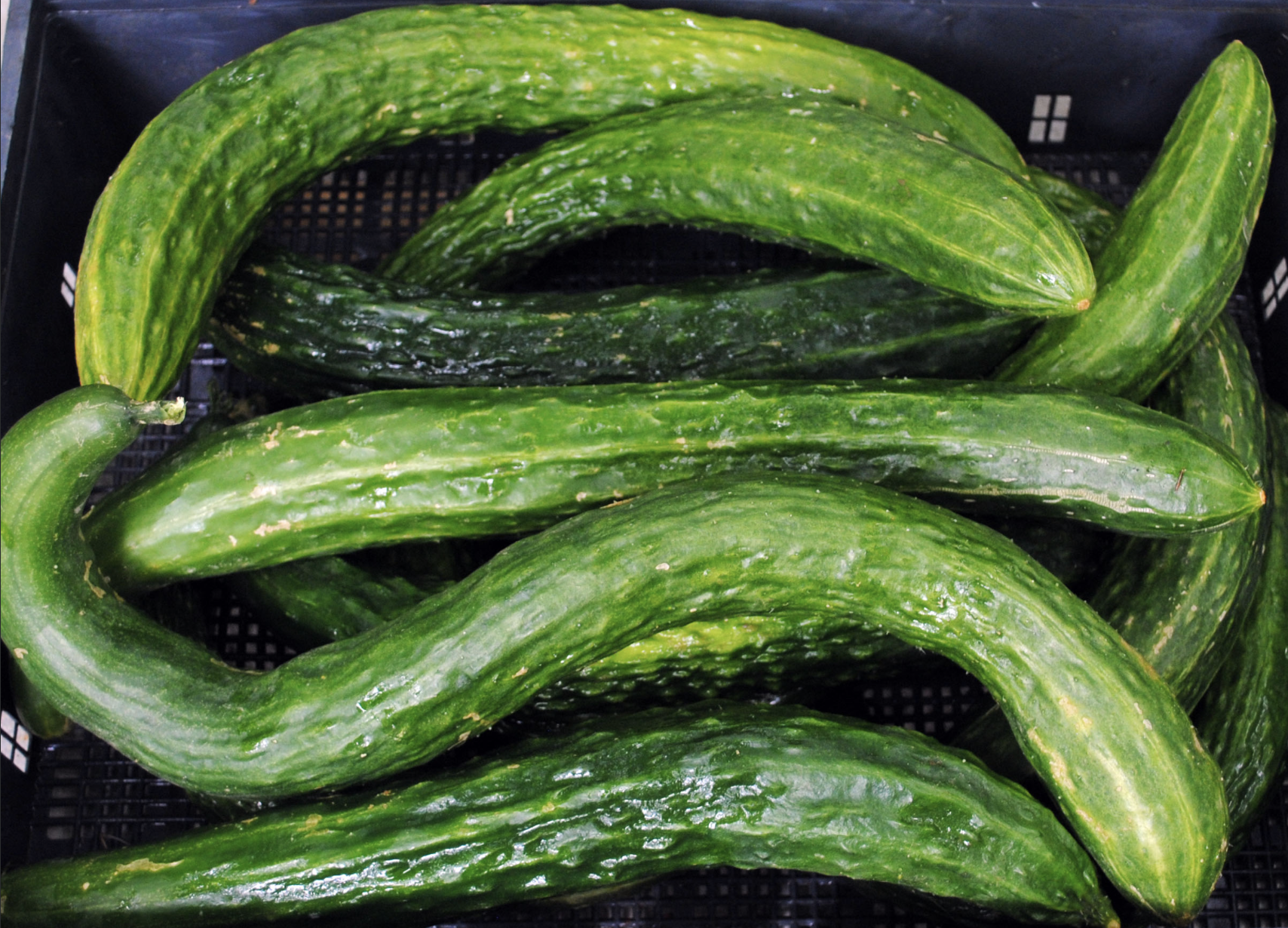 Suyo Long Asian Cucumber