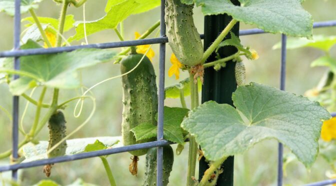 Cucumbers on a trellis