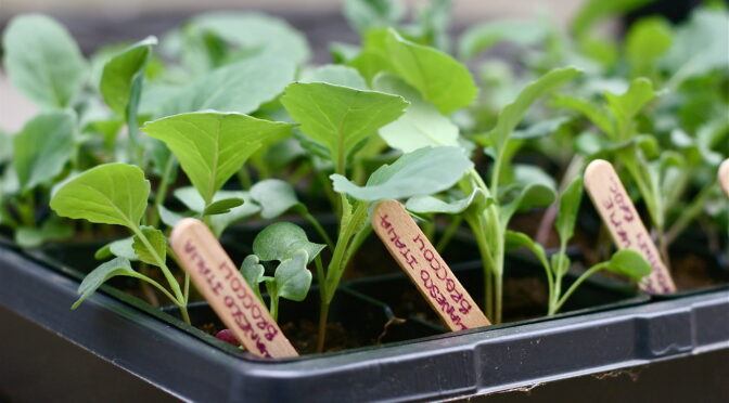 A tray of broccoli seedlings with popsicle stick labels