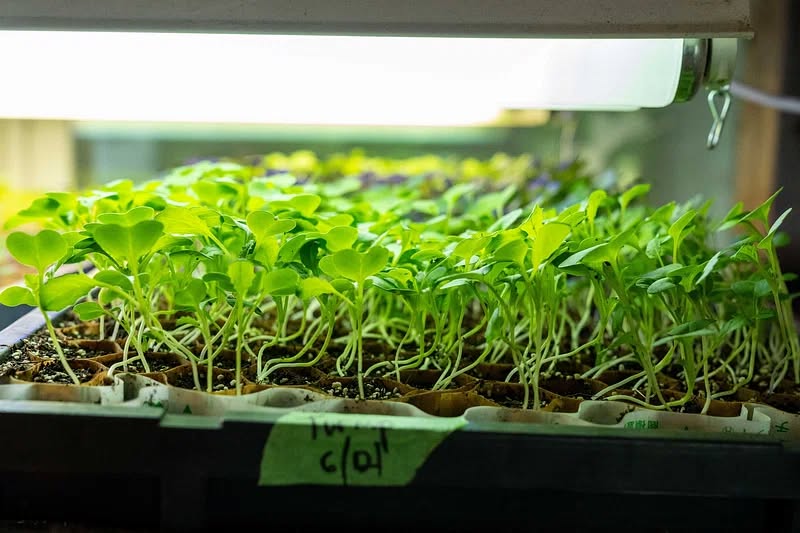 A tray of spindly seedlings