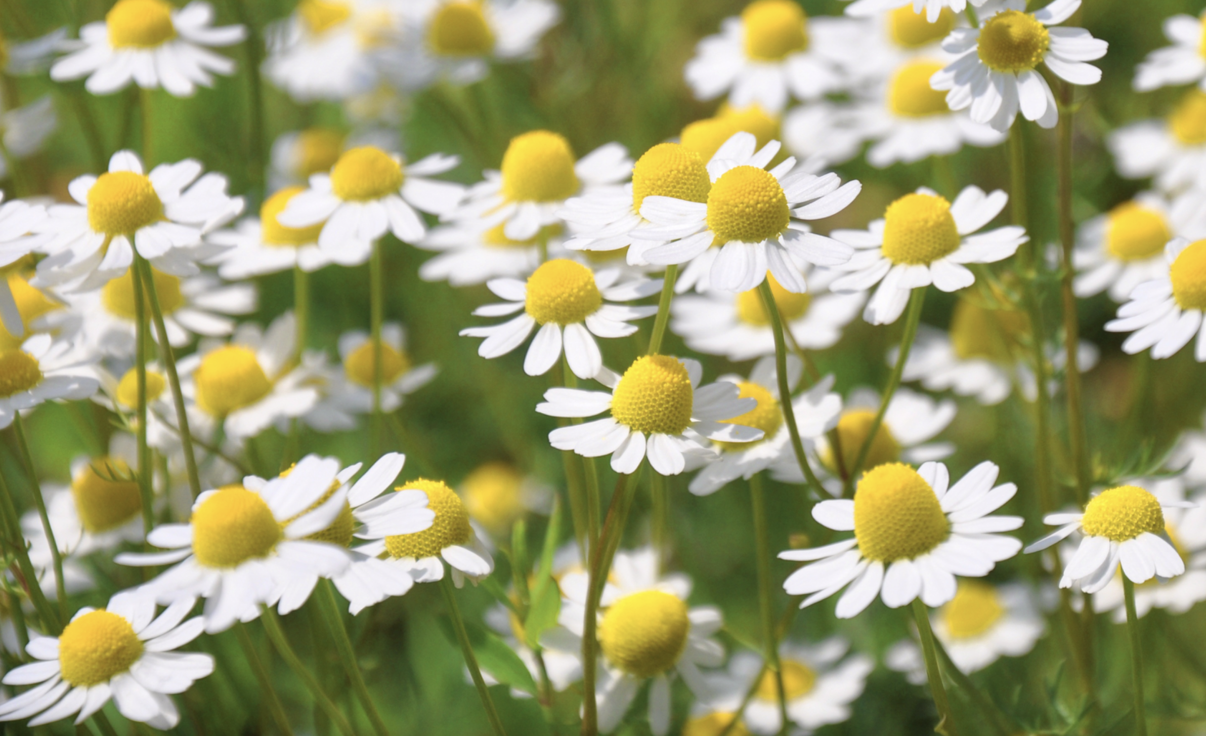 Flowering German chamomile