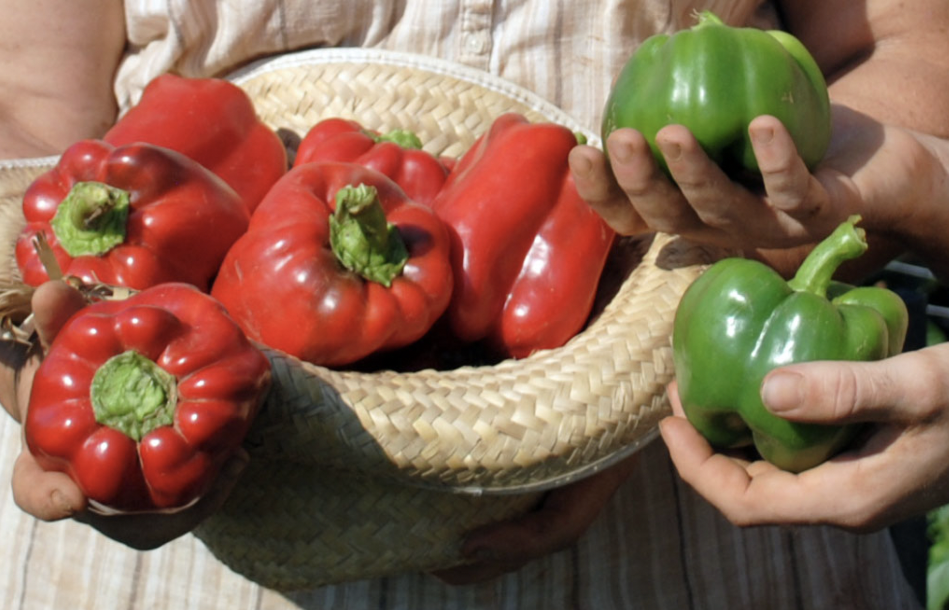 two sets of hands holding Carolina bell peppers