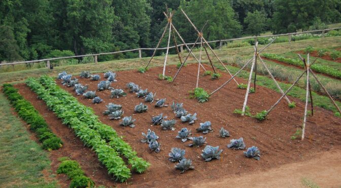 Vegetable garden with rows of beans, cabbages, and other vegetables and trellises
