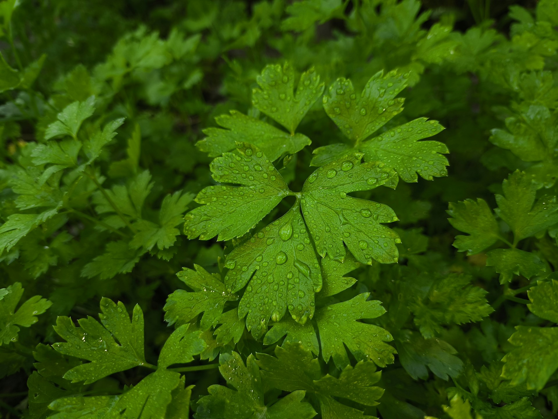 Parsley plant with dew on the leaves