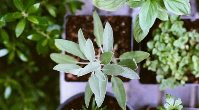 Sage, rosemary, and other herb seedlings