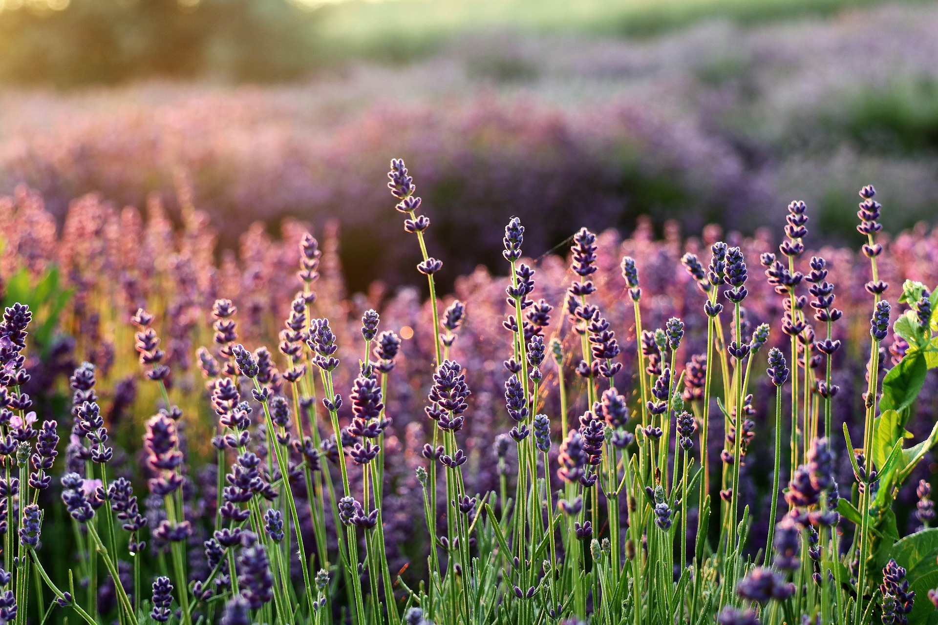Lavender blooming 