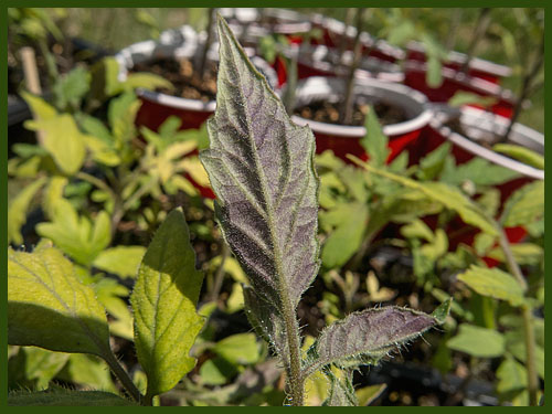 A tomato leaf that's purple on the underside and display phosphorus deficiency