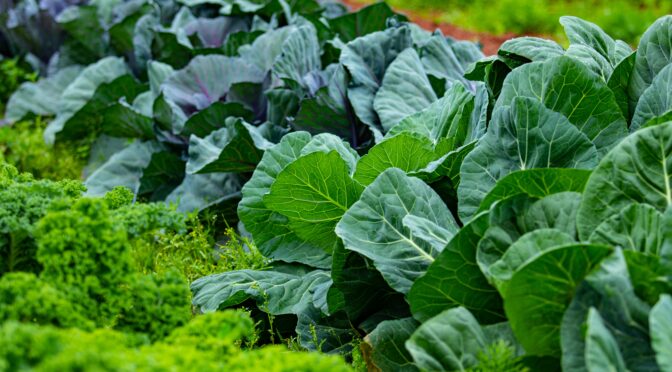 Kale and cabbage growing in a field