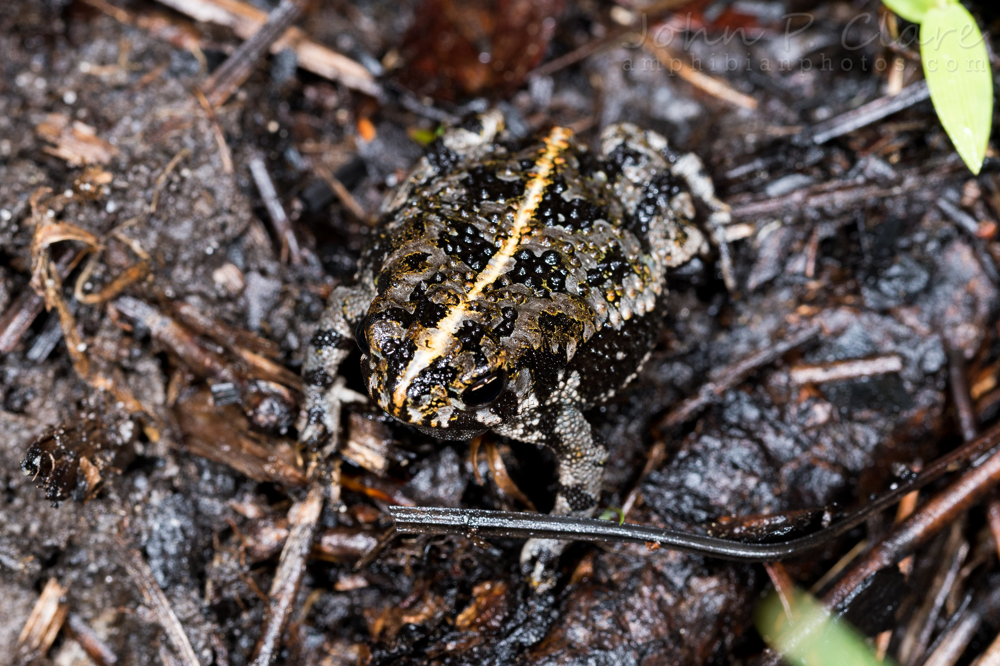 Oak Toad (Anaxyrus quercicus) in wet leaves