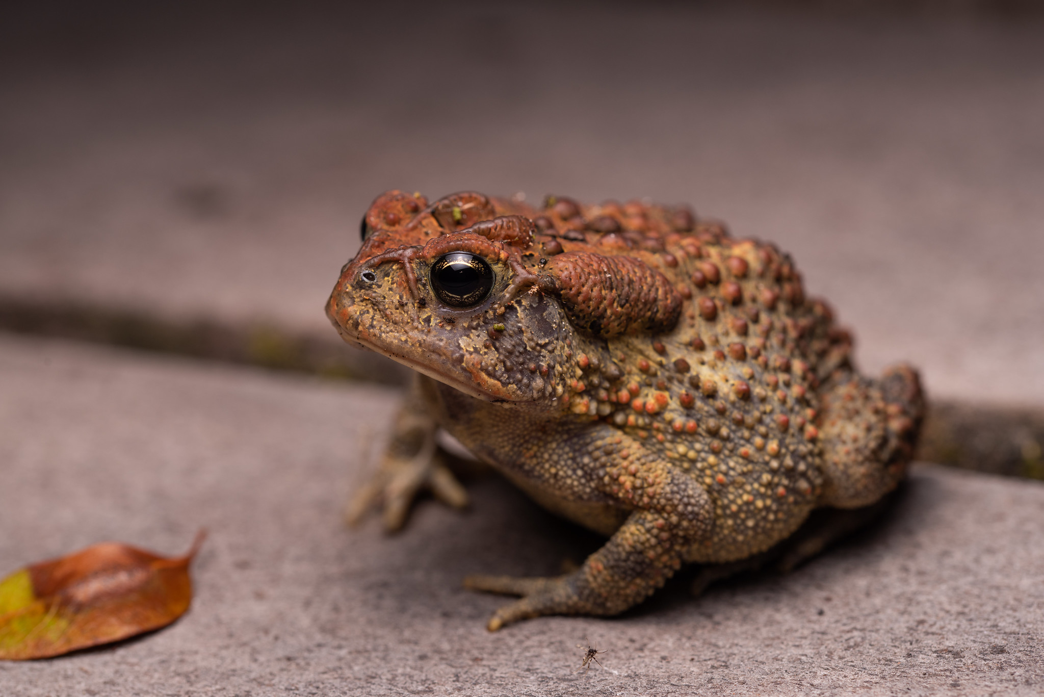 A Southern Toad (Anaxyrus terrestris) sitting on a sidewalk