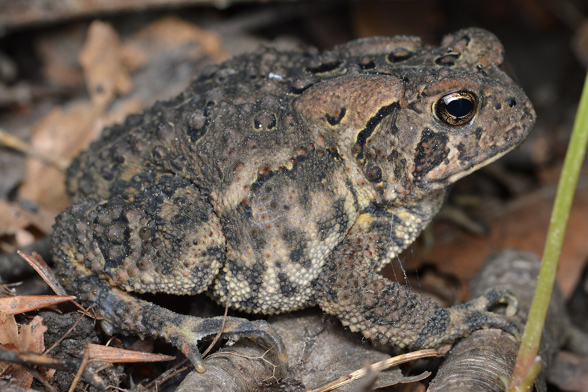 American Toad (Anaxyrus americanus) sitting in brown leaves