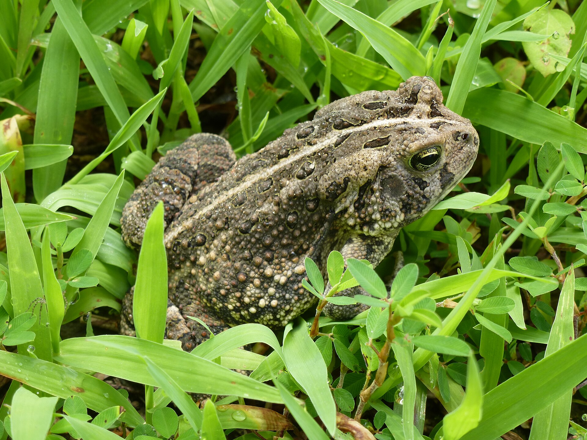 Fowler’s Toad (Anaxyrus fowleri) sitting in grass