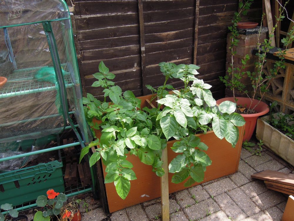 Potatoes growing in a container on a patio