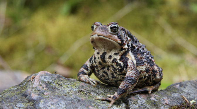 American Toad (Anaxyrus americanus)