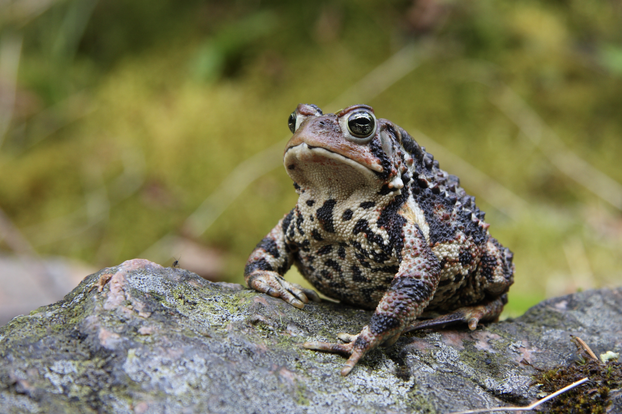 Garden Guardians: How to Attract Toads | Southern Exposure Seed Exchange