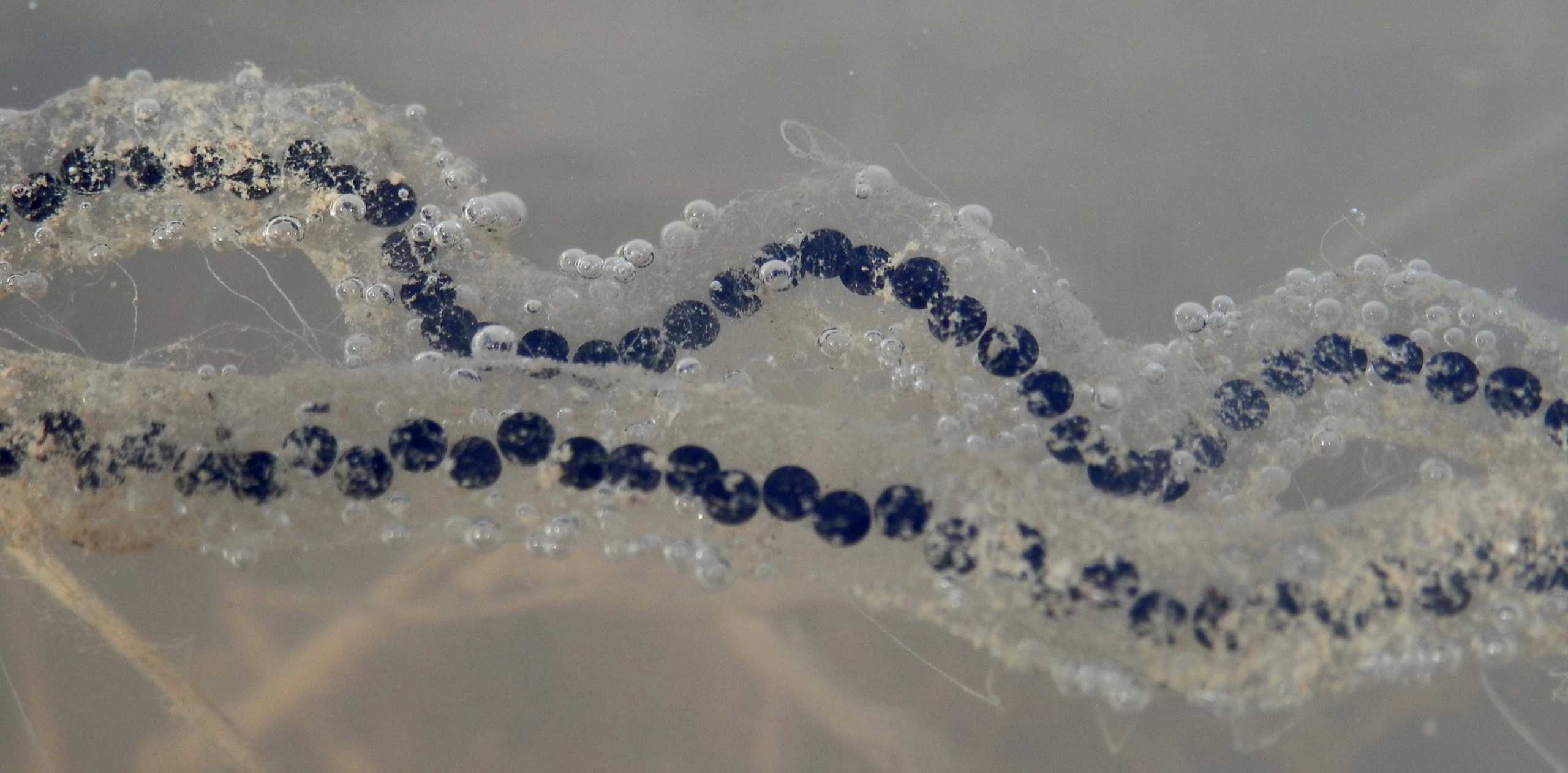 American Toad (Anaxyrus americanus) Spawn in water