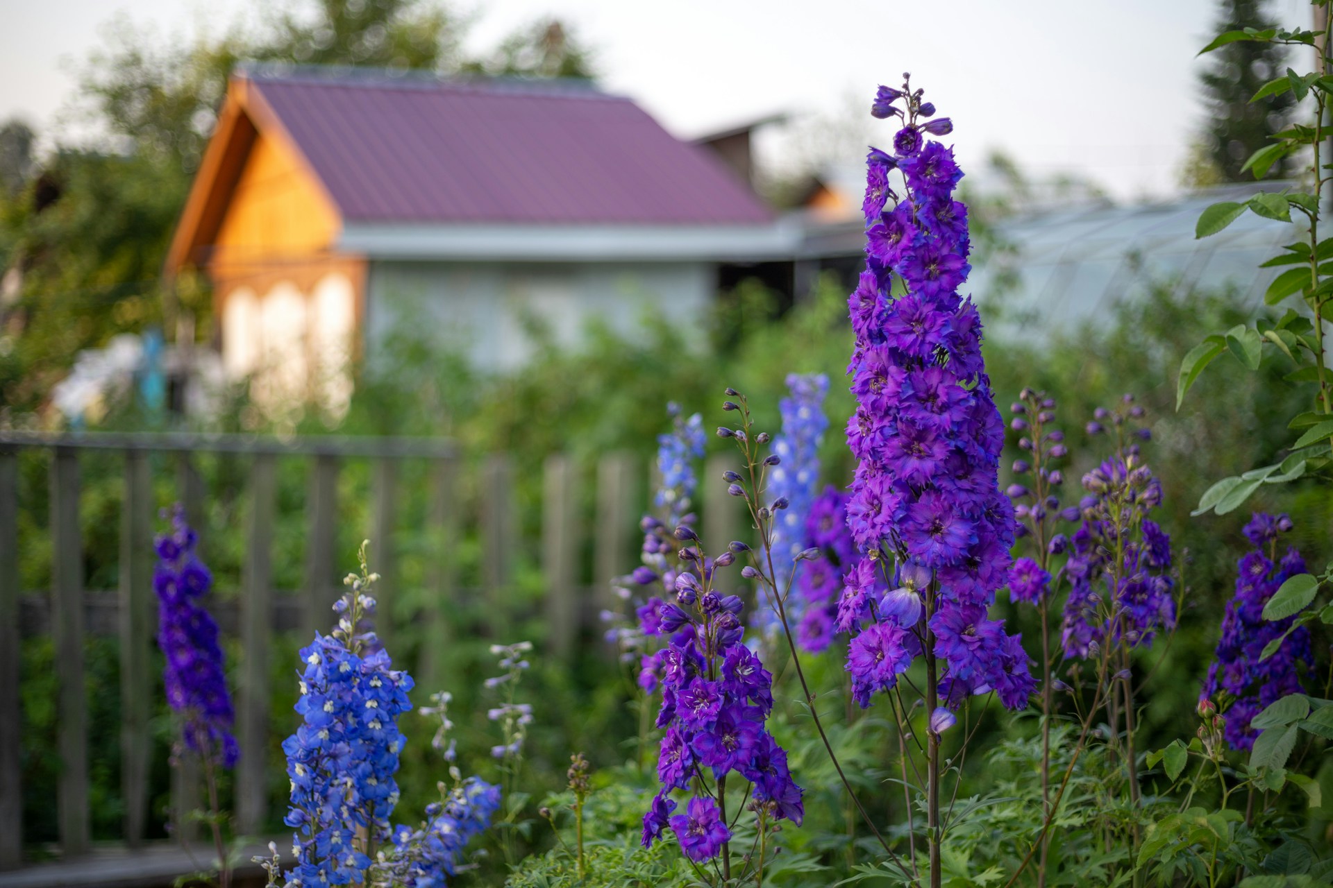 Purple and blue Larkspur blooming in front of a building