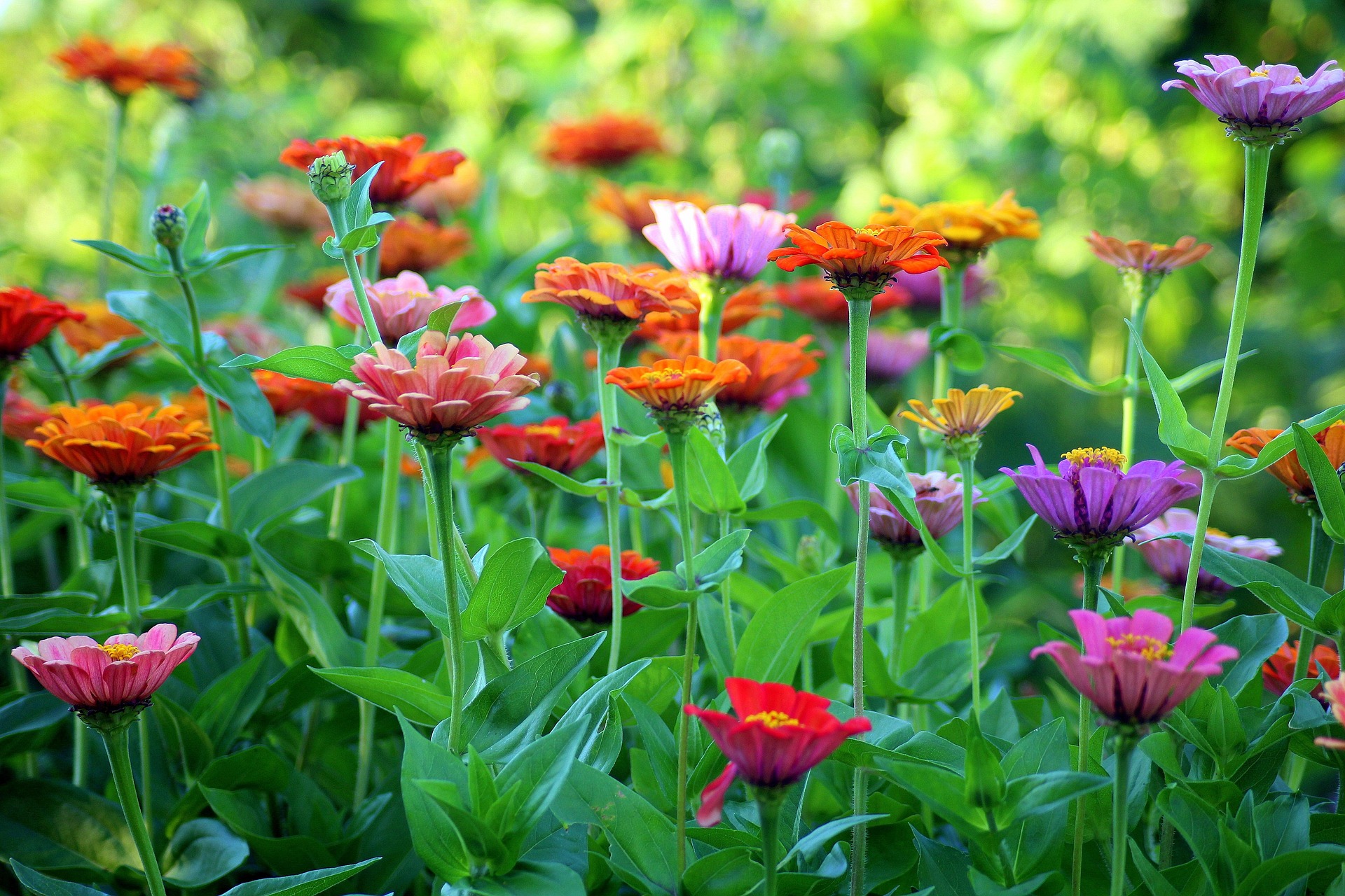 Muli-colored zinnias in bloom