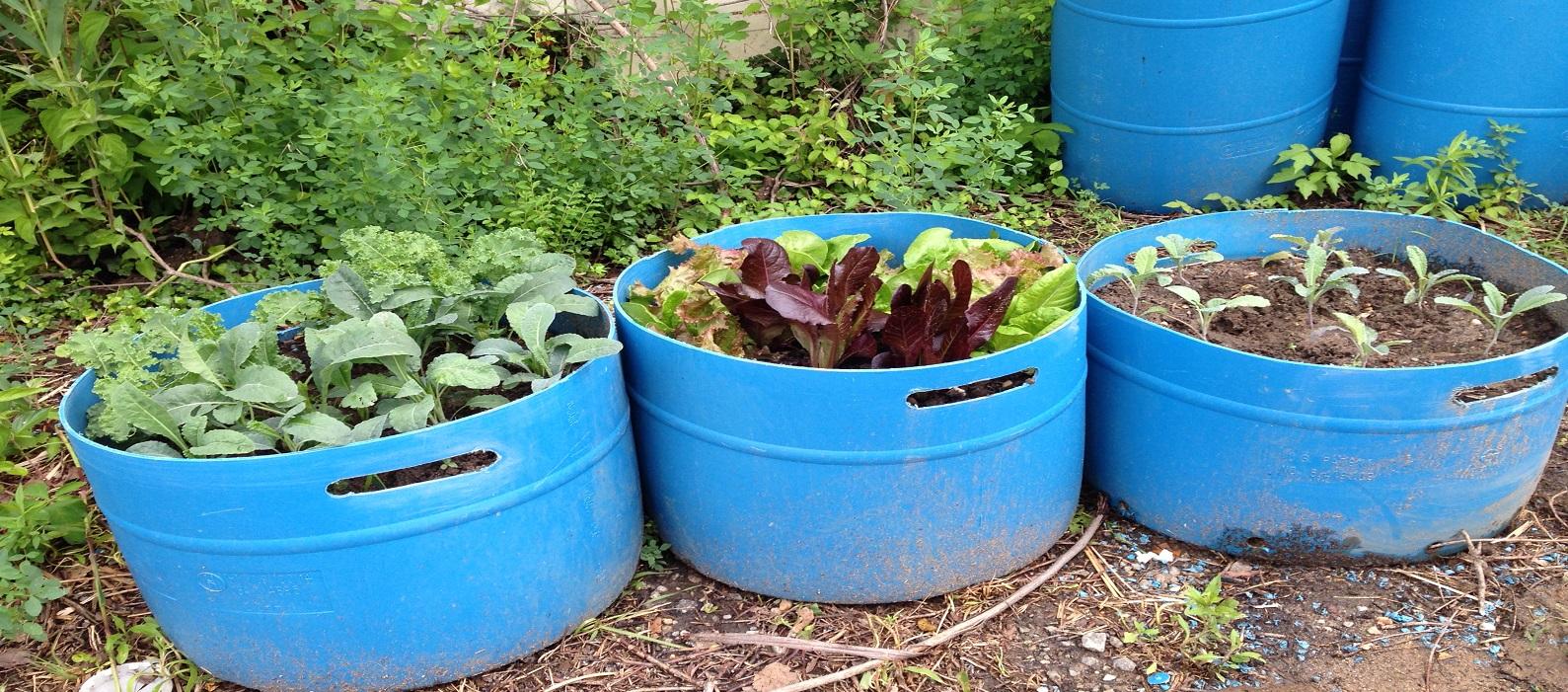 Three blue containers of kale, lettuce, and other brassicas