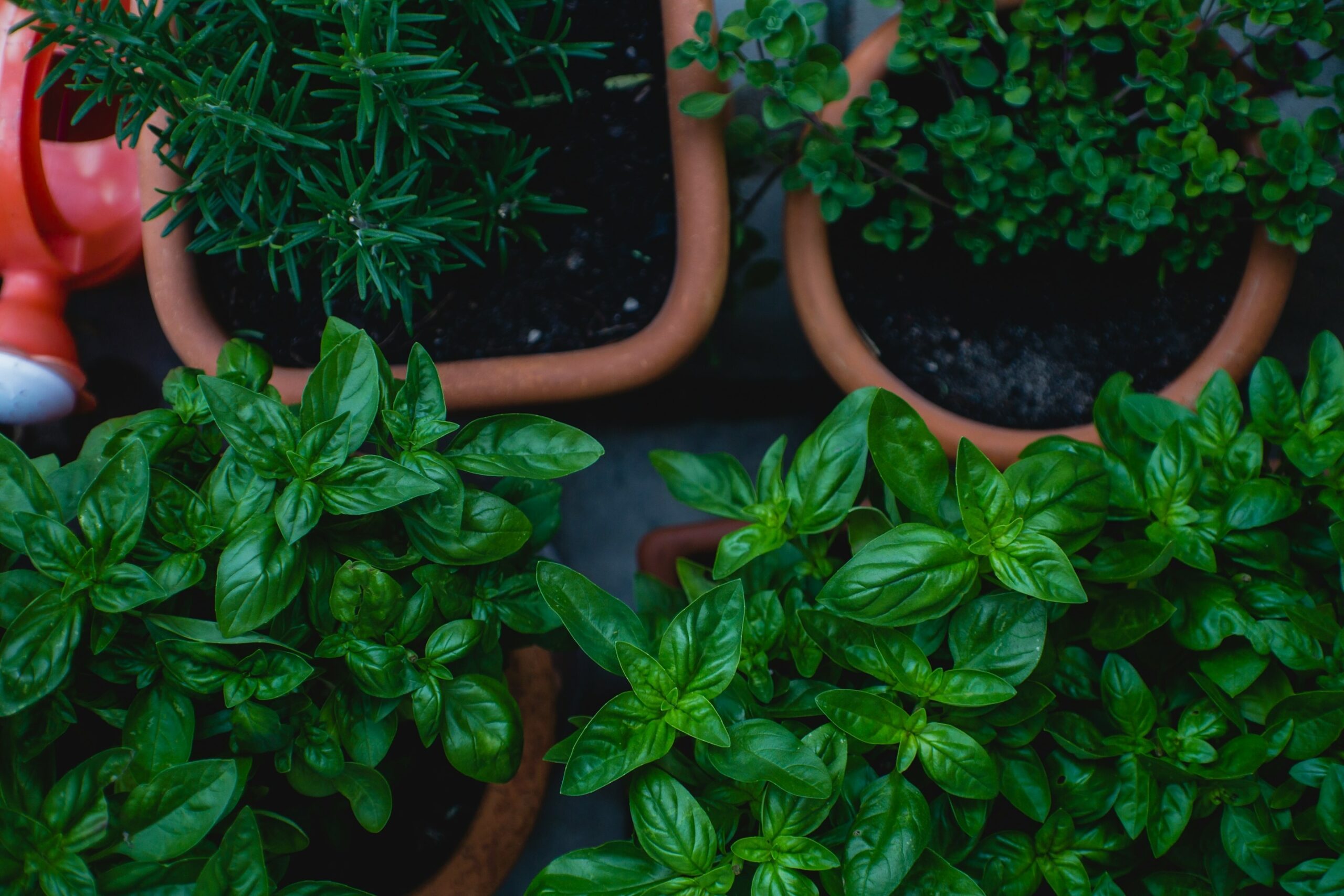 Terracotta pots with basil, oregano, and rosemary