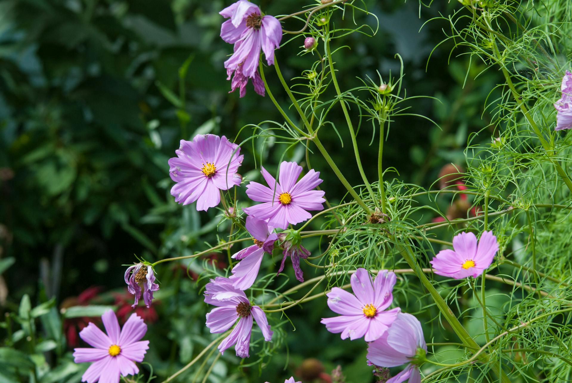 Pink cosmos in bloom