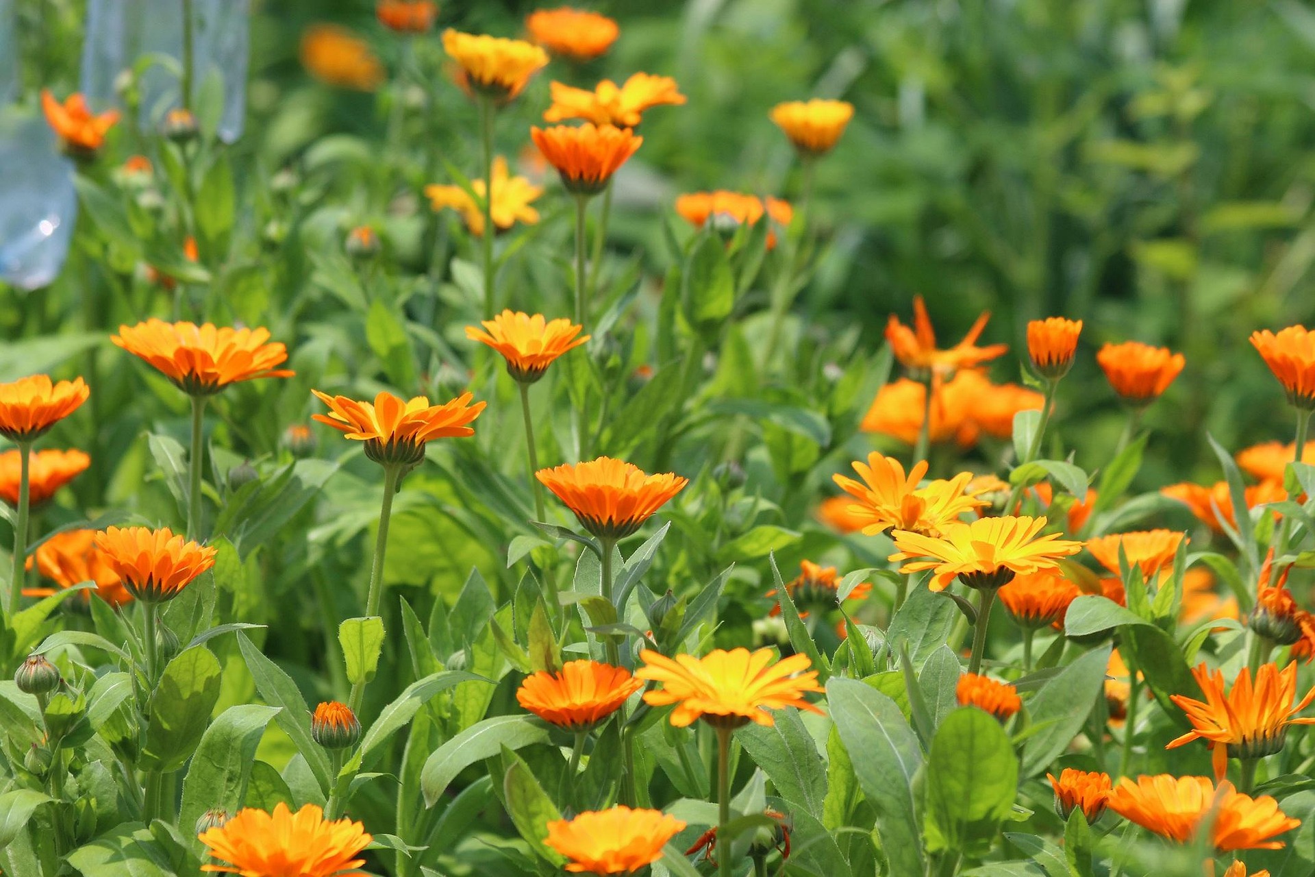 Orange calendula blooms