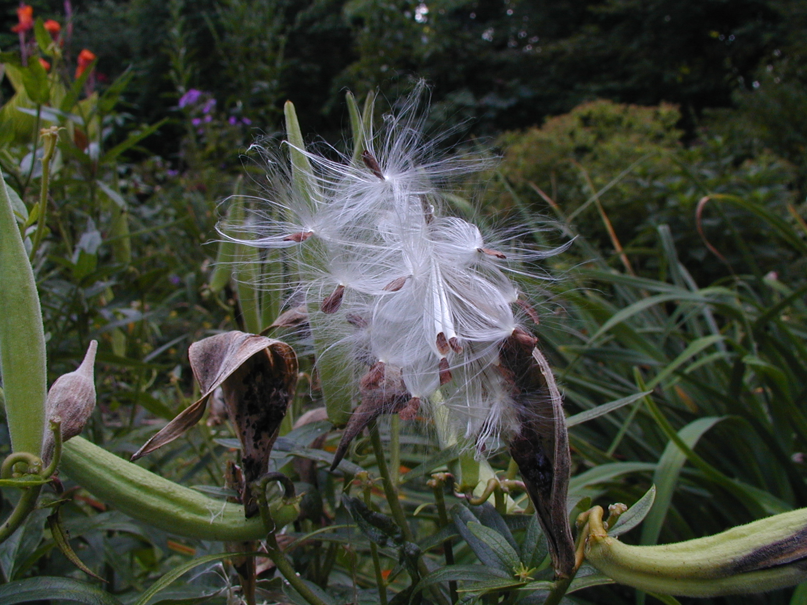 Butterfly Weed Seed pods splitting open releasing seeds 
