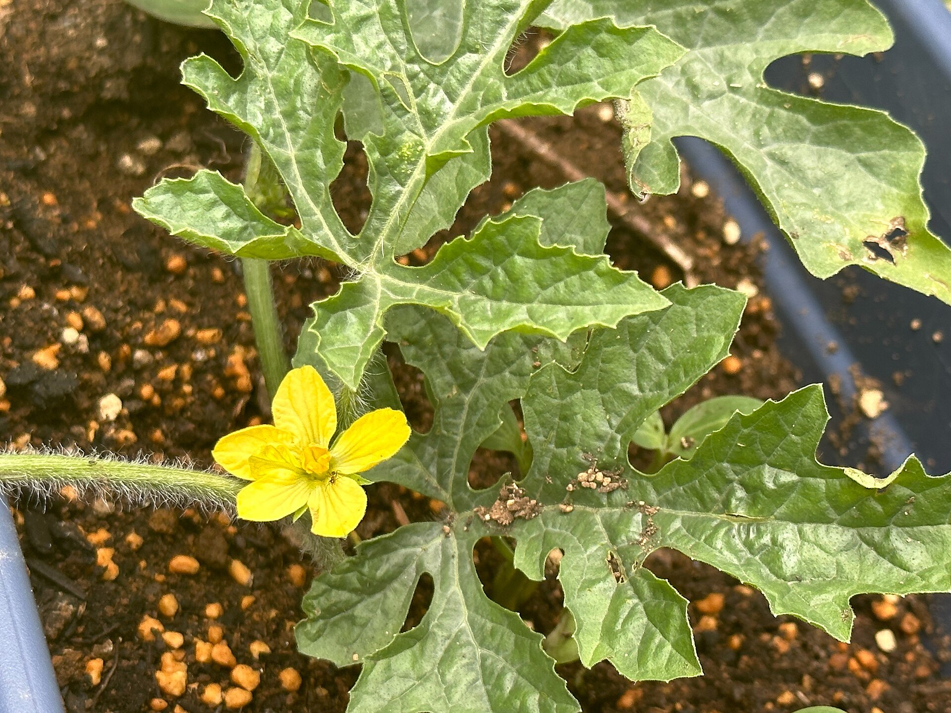 A blossom on a watermelon plant