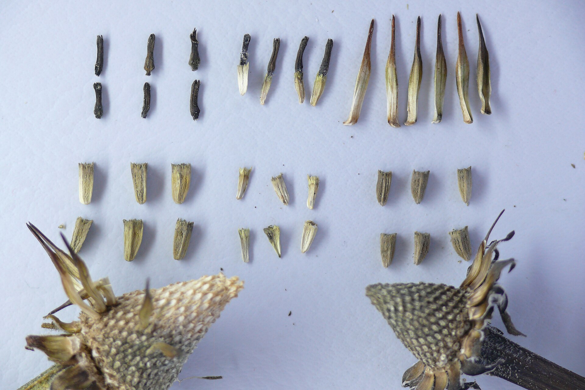 Echinacea purpurea seeds