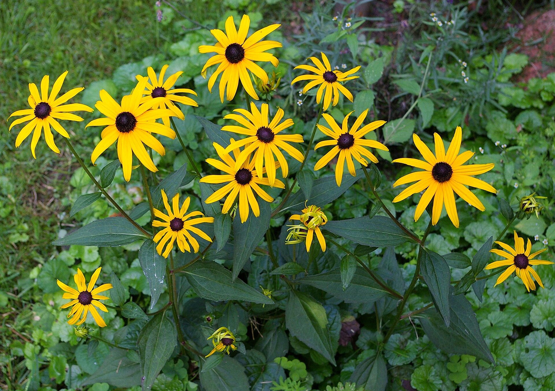 Rudbeckia blooming