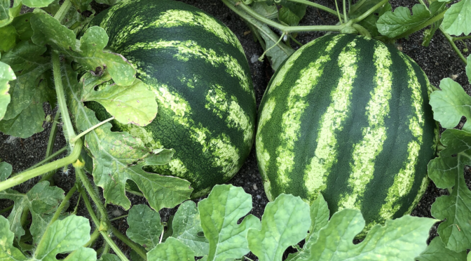 Two watermelons growing on a vine