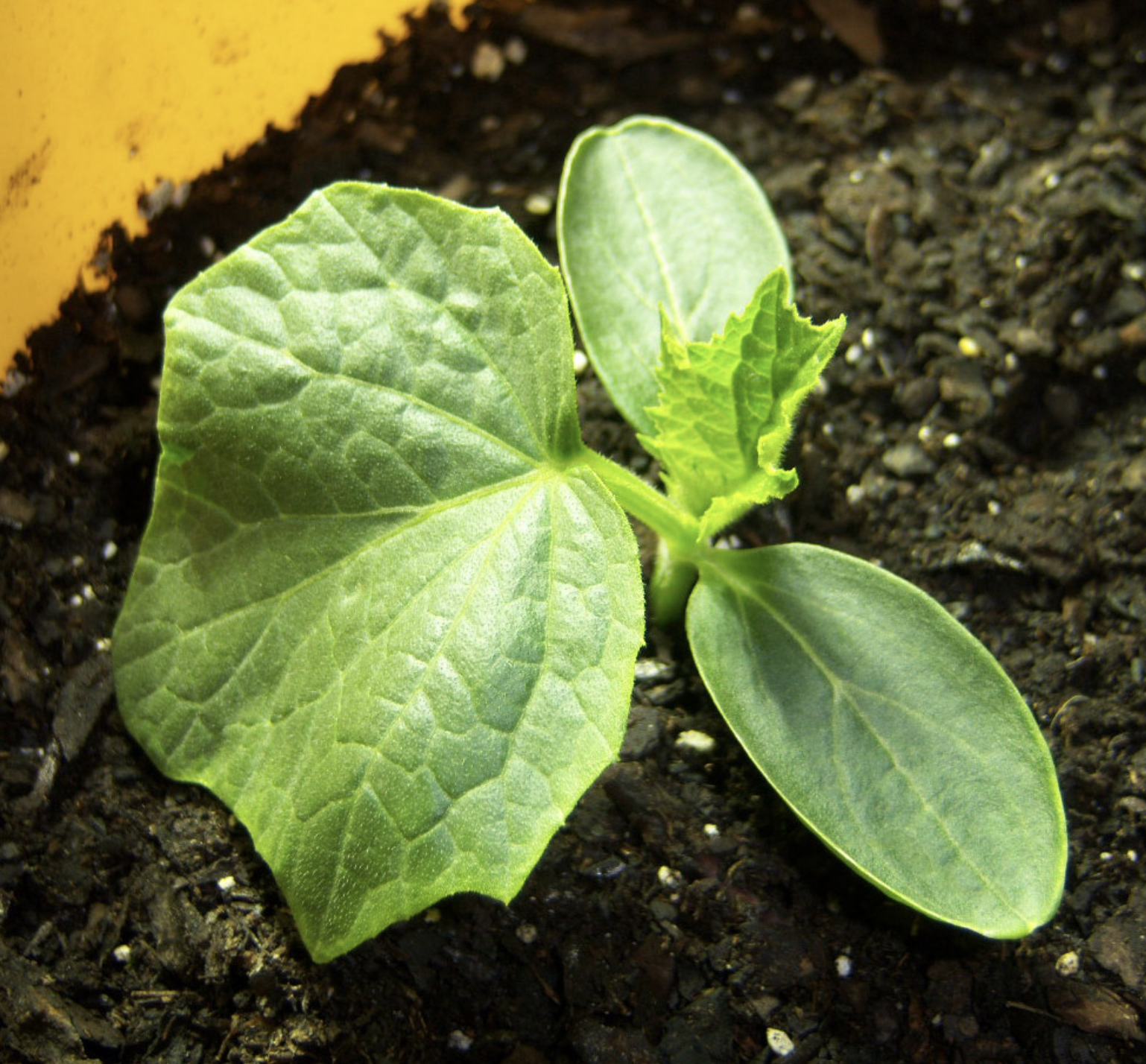 A cucumber seedling