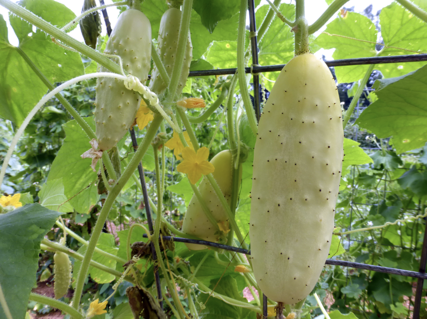 White Heron Cucumbers on a trellis