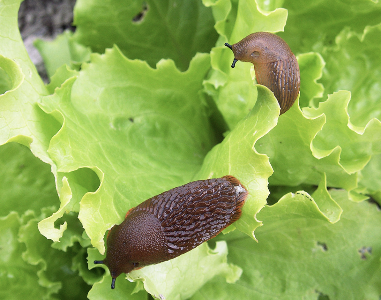two slugs on a lettuce plant
